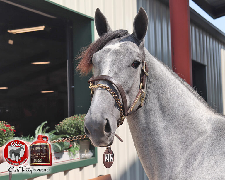 Ohio Harness Horse Breeders Breeding the Best in the Buckeye State